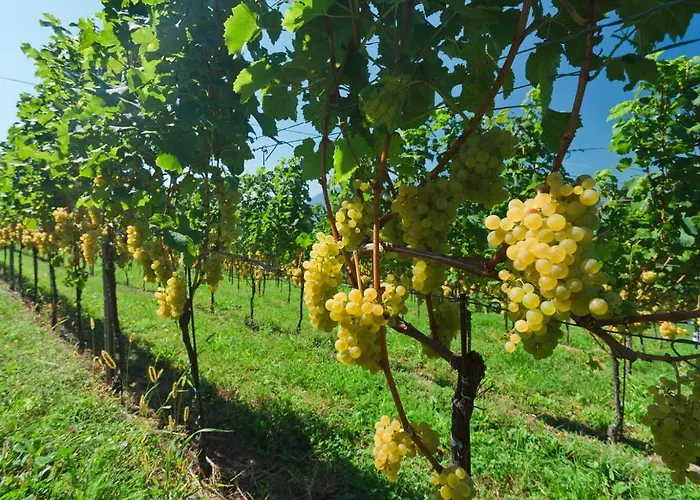 Літній будинок Weger